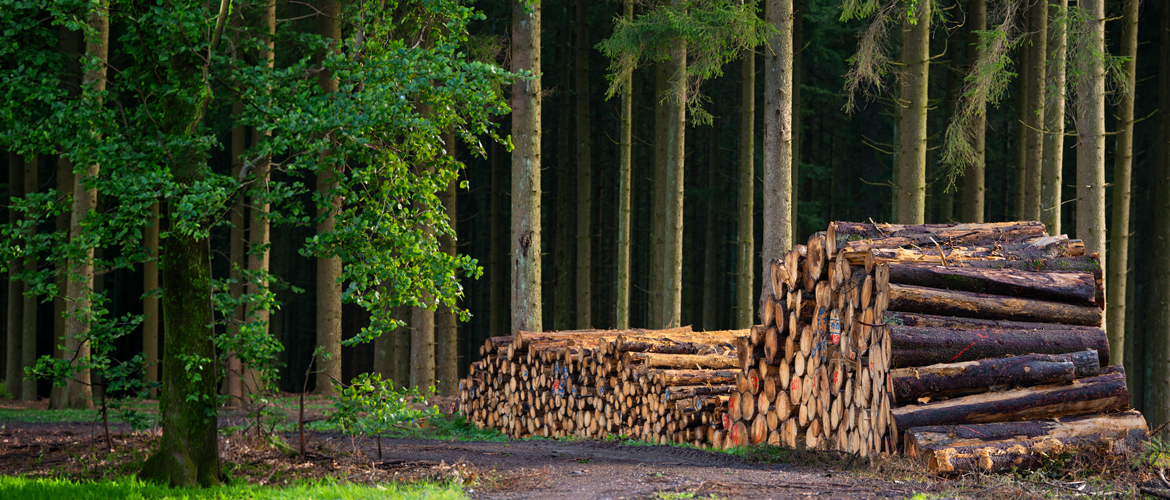 Gestapelte Baumstämme im Wald, nachhaltige Forstwirtschaft, Holzernte, Nadelwald, Forstweg, Natur, Rohstoff Holz, Forstrecht, Umwelt.