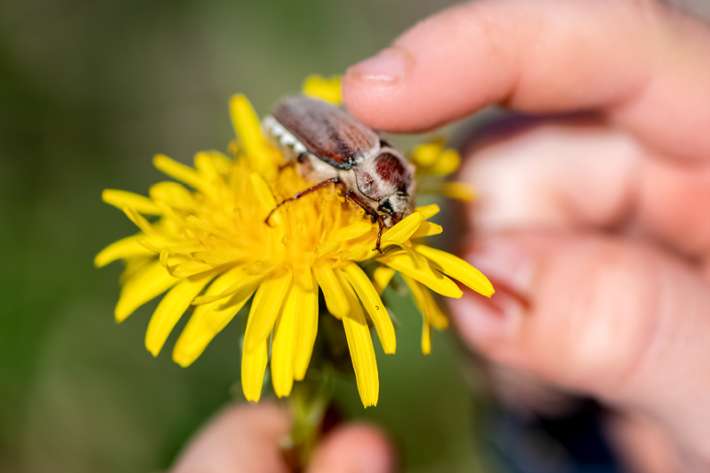Eine Kinderhand berührt vorsichtig einen Maikäfer, der auf einer Löwenzahnblüte sitzt