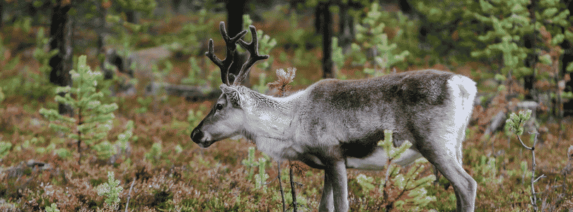 Ren i skogen