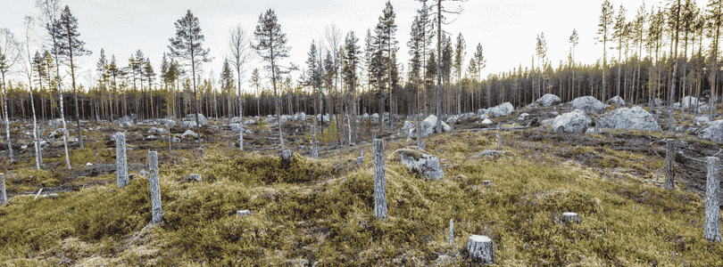 kulturlämning i skogen