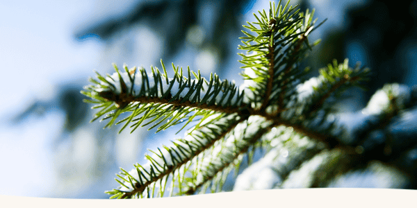 header_nyhetsbrev_sca