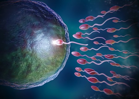 concepto fertilidad y embrion