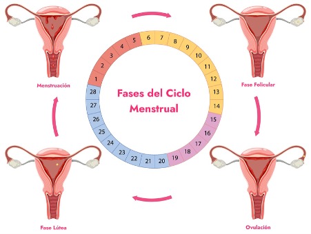 Fases ciclo menstrual completo