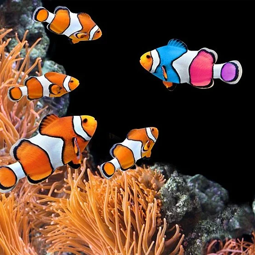 Clownfische, wobei einer durch seine blaue Farbe heraussticht