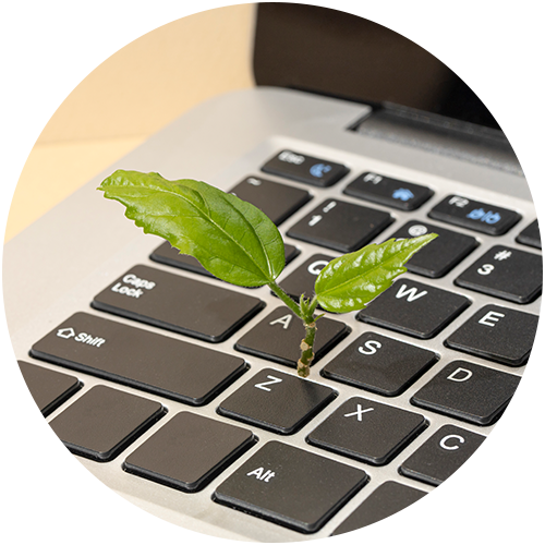 Laptoptastatur, wo ein Blatt heraus wachst