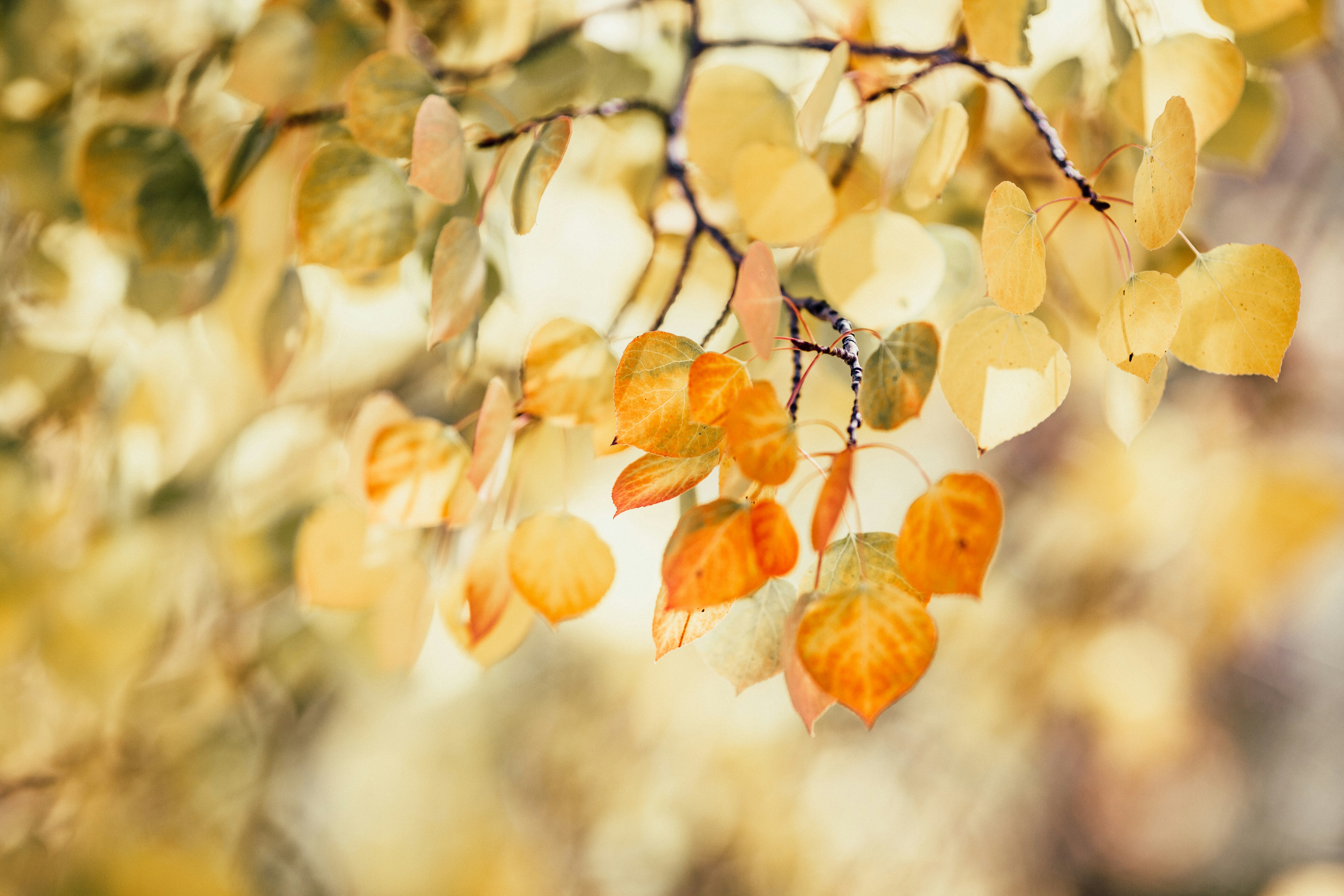 Yellow Leaves, Fall