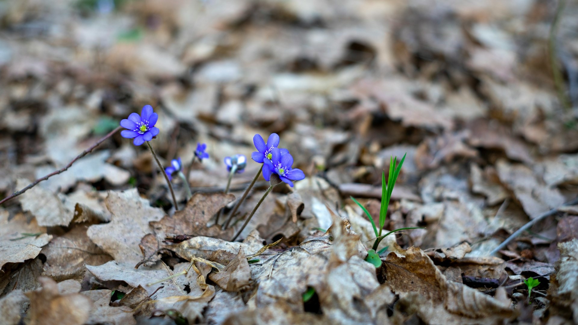 Link to Unsplash