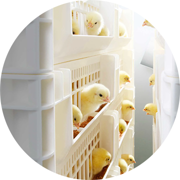 Fertilized egg handling solutions