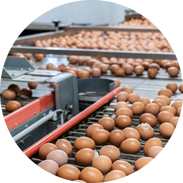 Egg packing solutions
