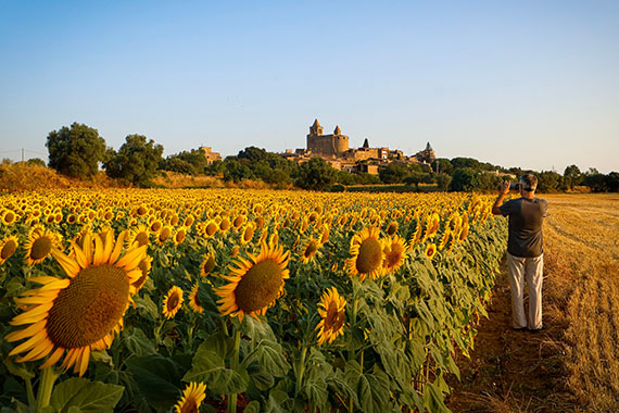 Tourist in a sunflower field