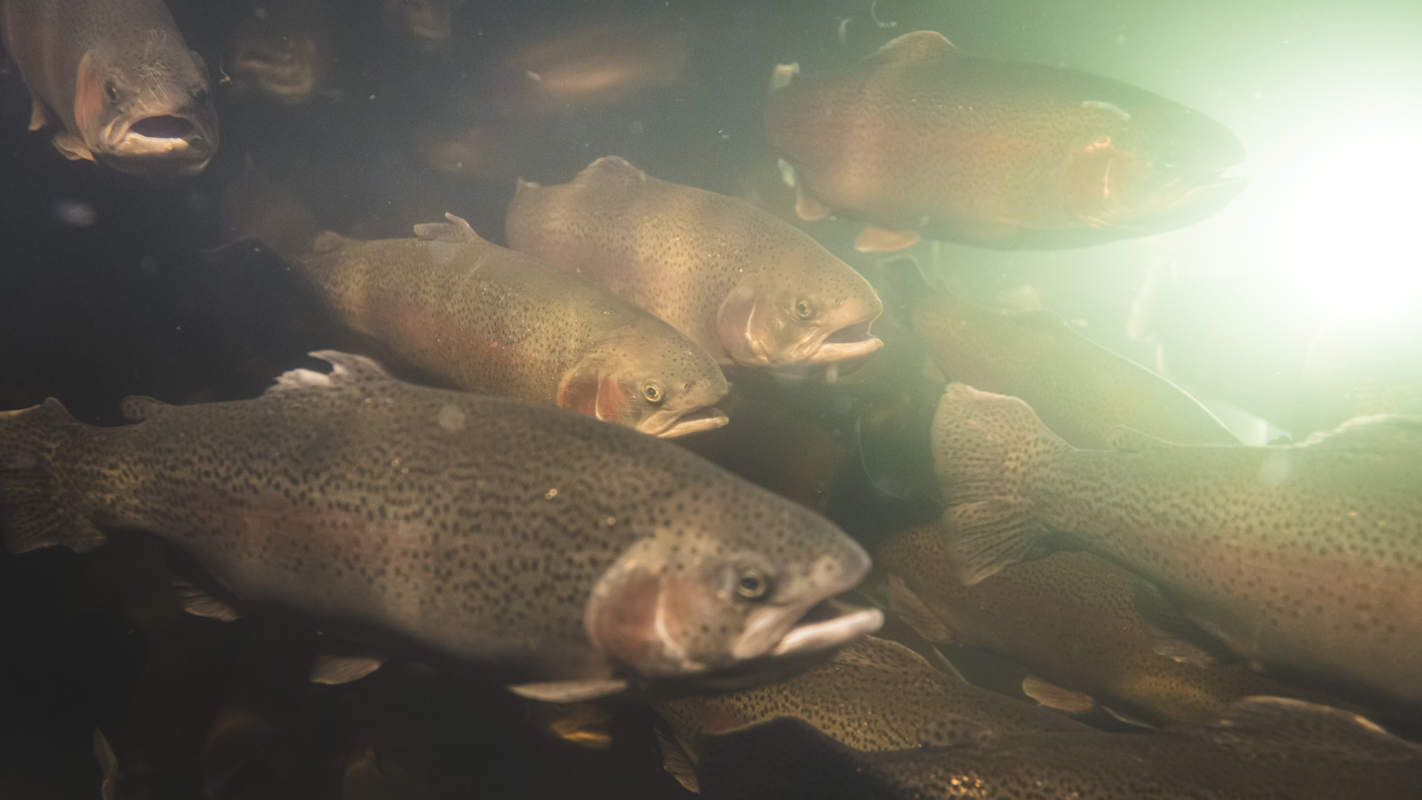 Kirjolohia uimassa parvessa.