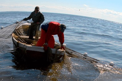 Kalastajia veneessä nostamassa verkkoja.