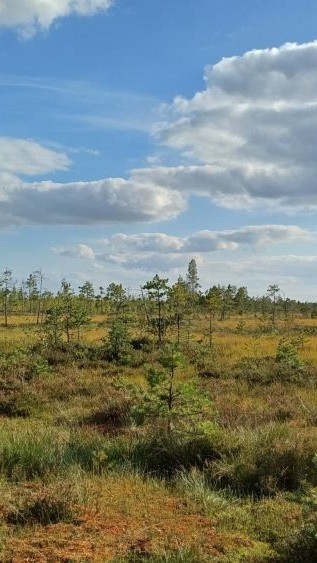 Avoin niitty, jossa kasvaa pieniä puita ja pensaita.