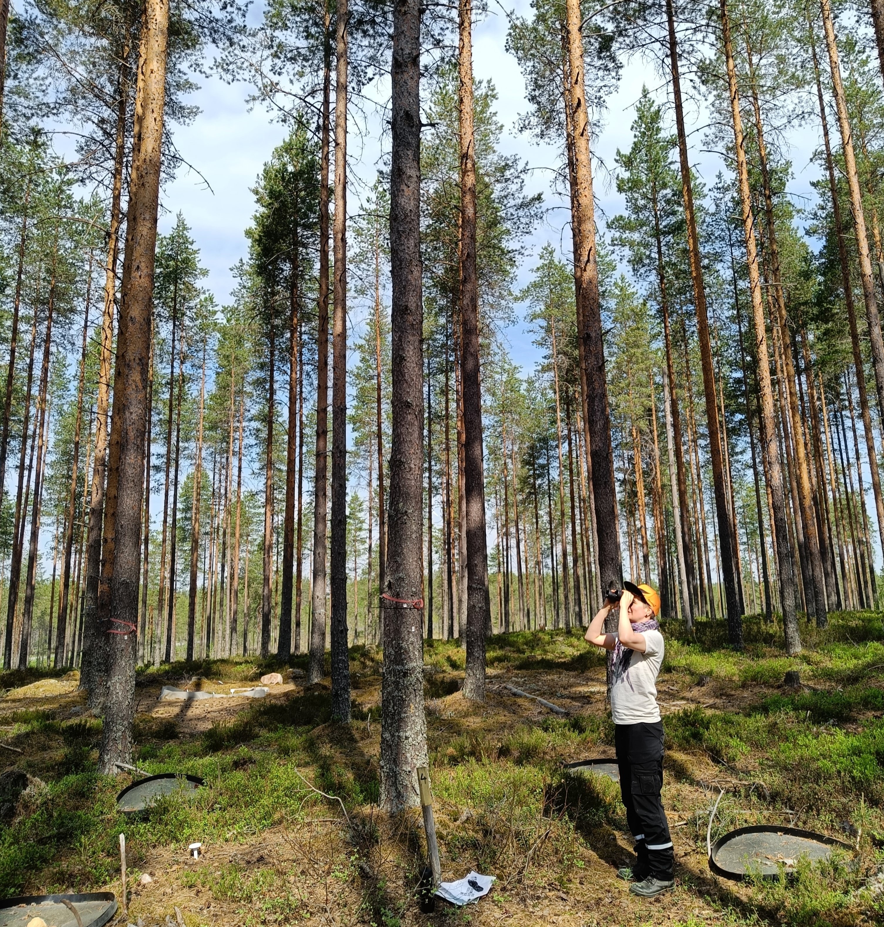 Henkilö kiikaroi metsässä.