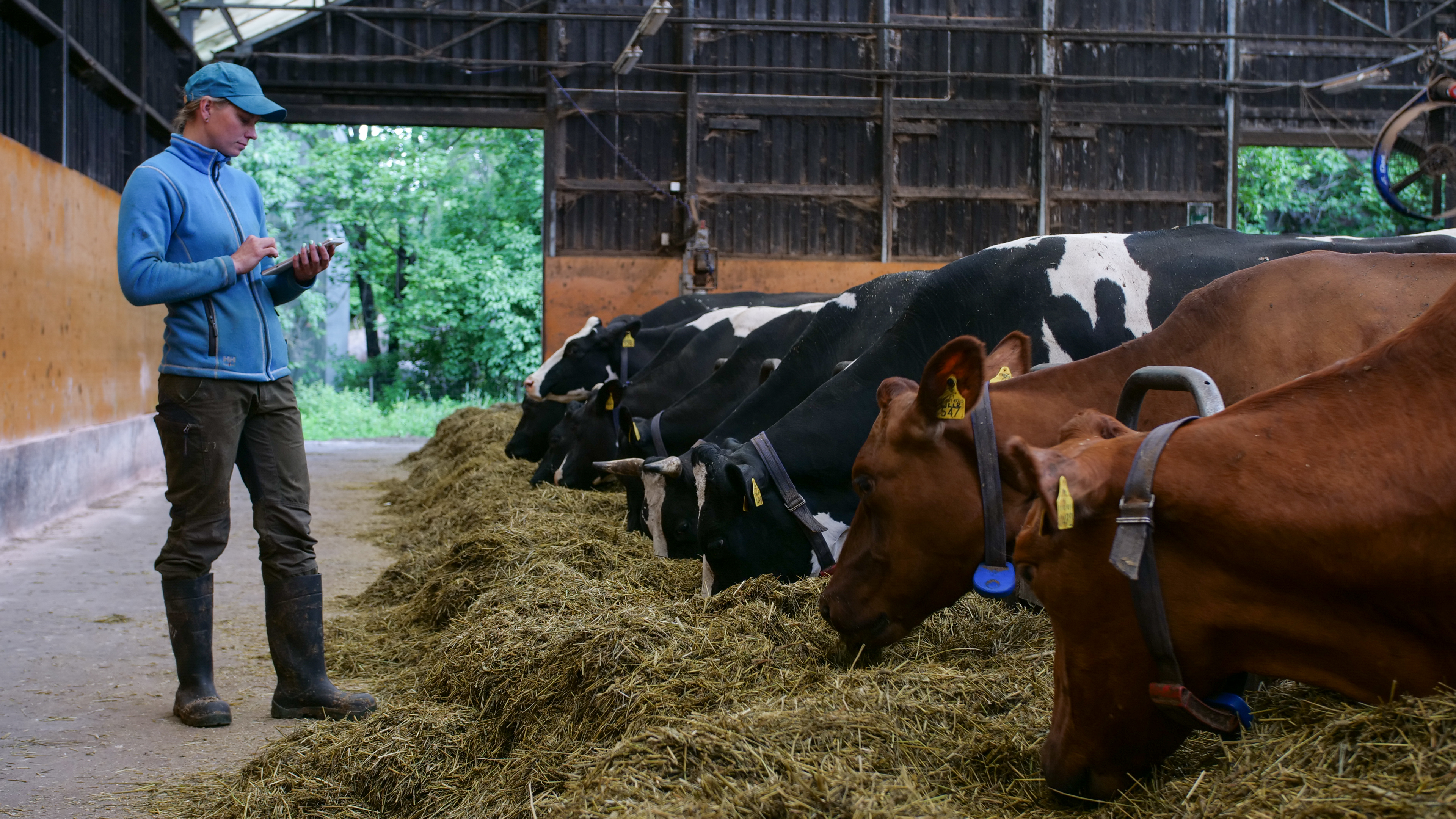Henkilö ja lehmiä sisätiloissa.