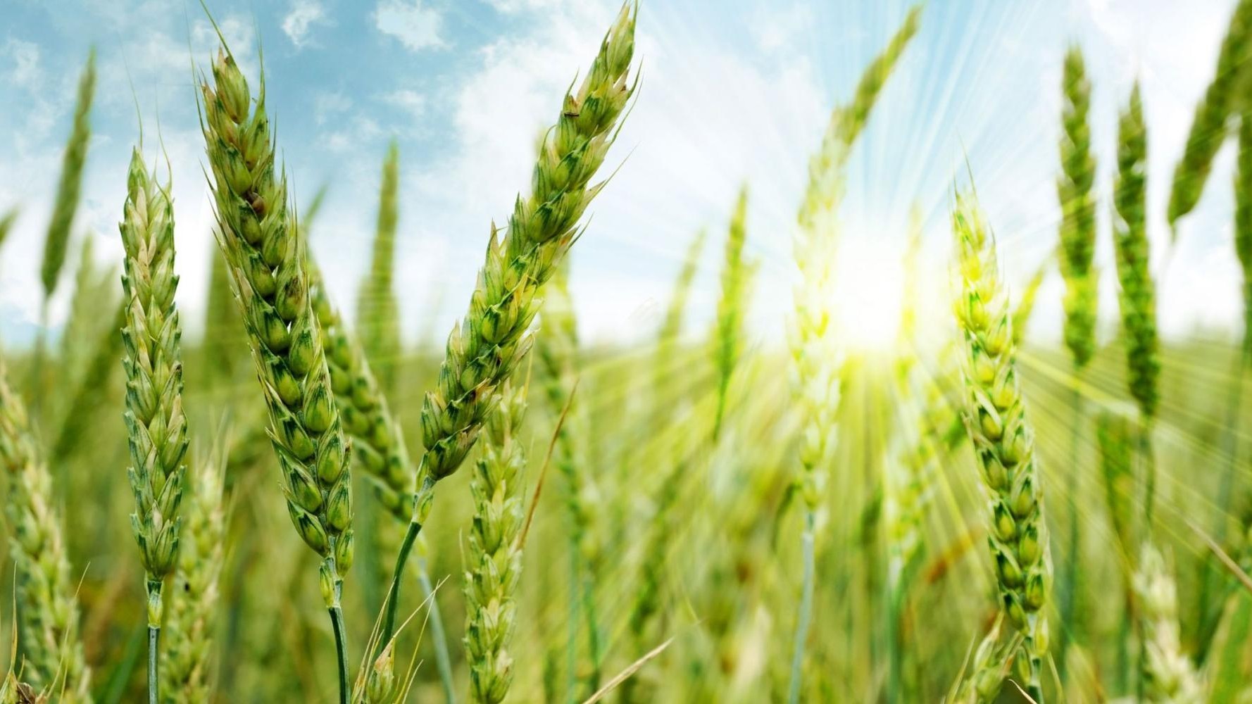 Viljaa ja taustalla aurinko.