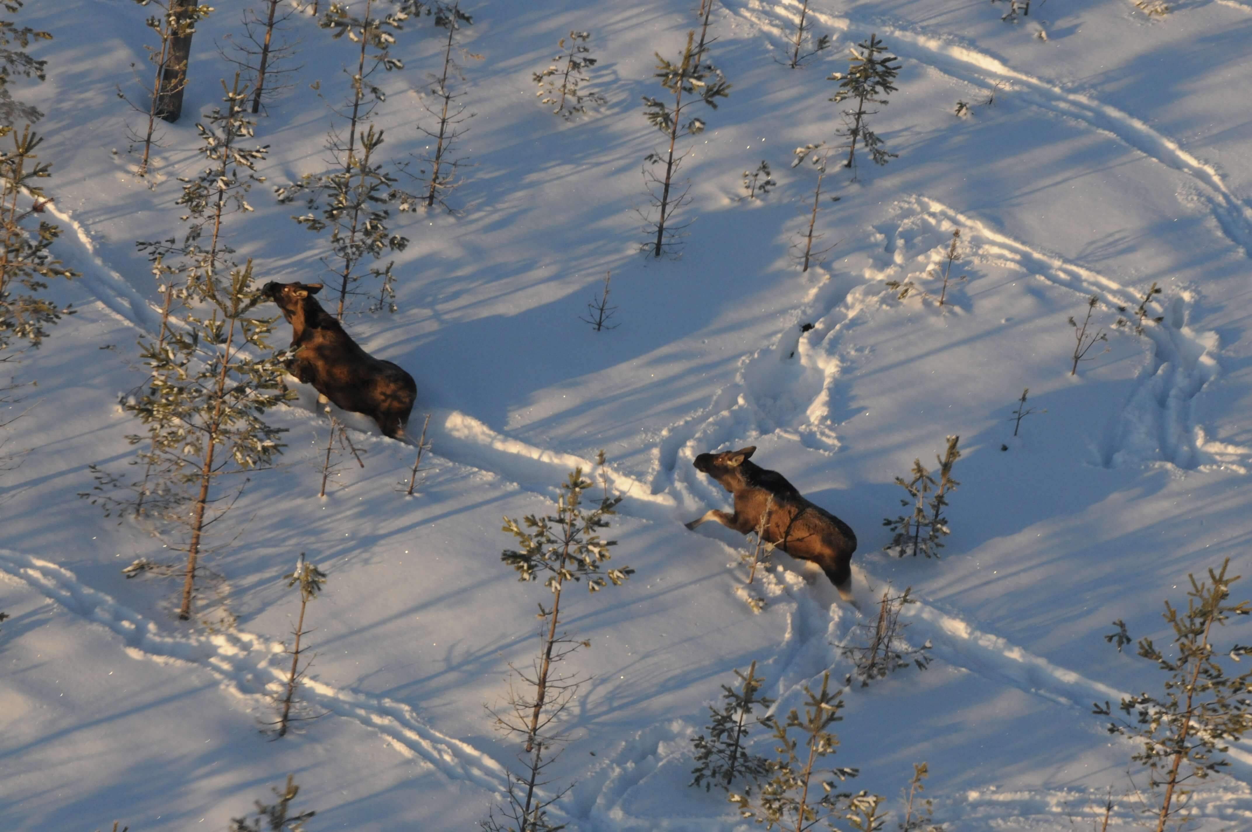 Hirviä kävelemässä lumessa.