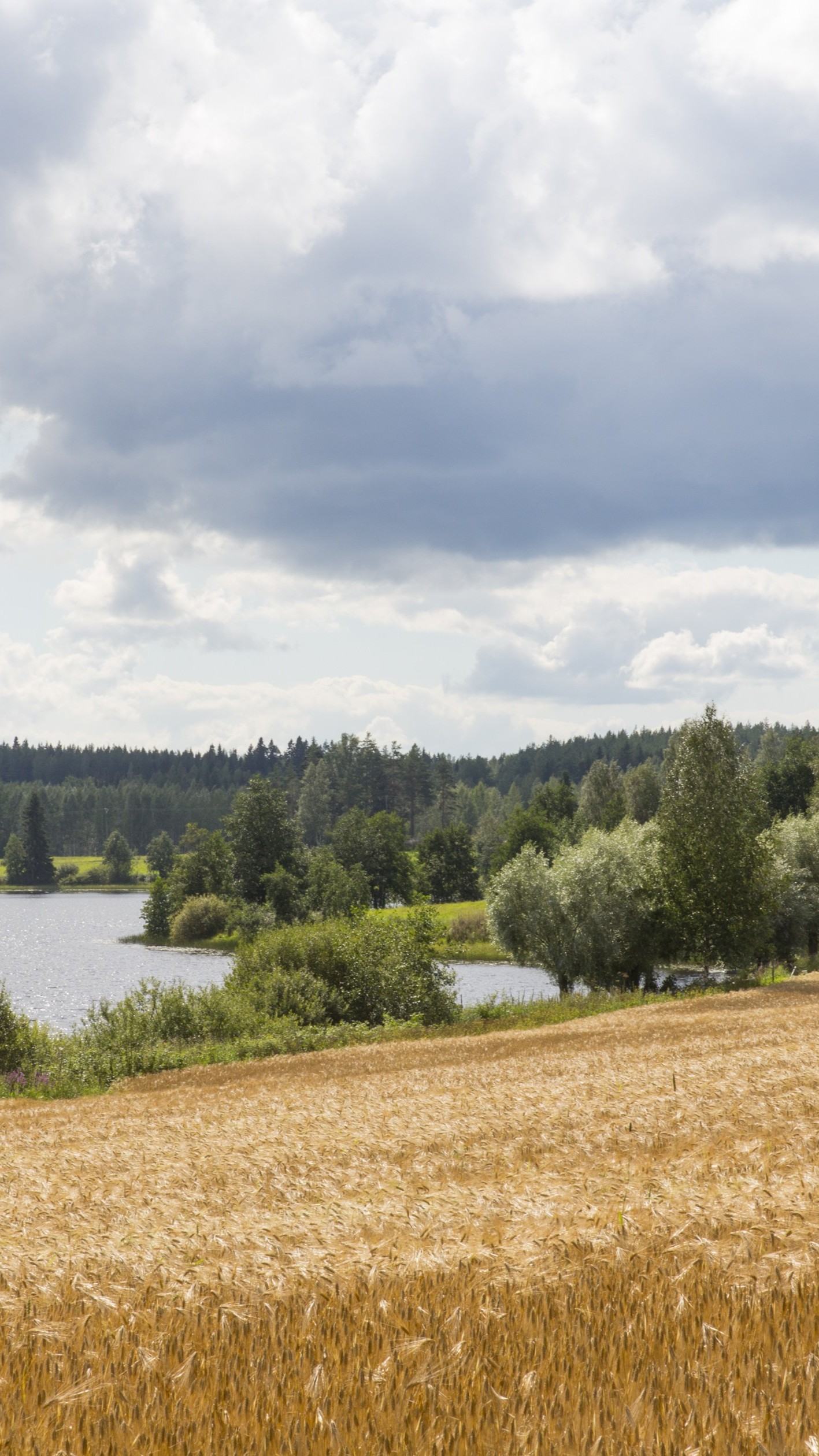 Kultainen viljapelto järven rannalla, taustalla metsää ja pilvinen taivas.