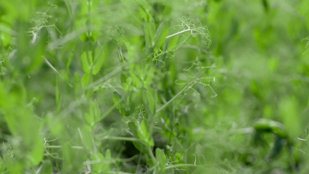 Lähikuva vihreistä kasvin versoista ja kiehkuroista.