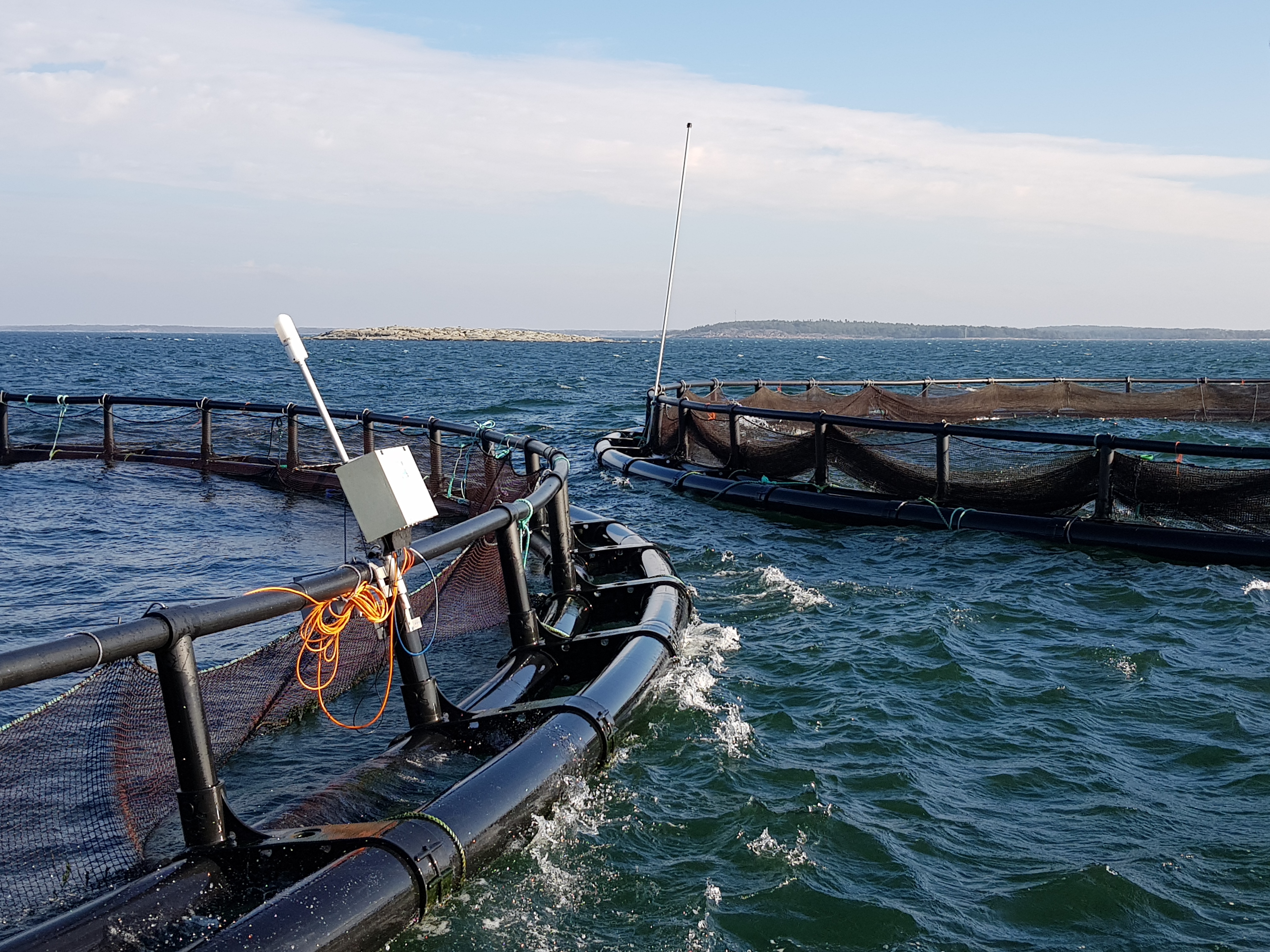 Kalankasvatusallas kellumassa.