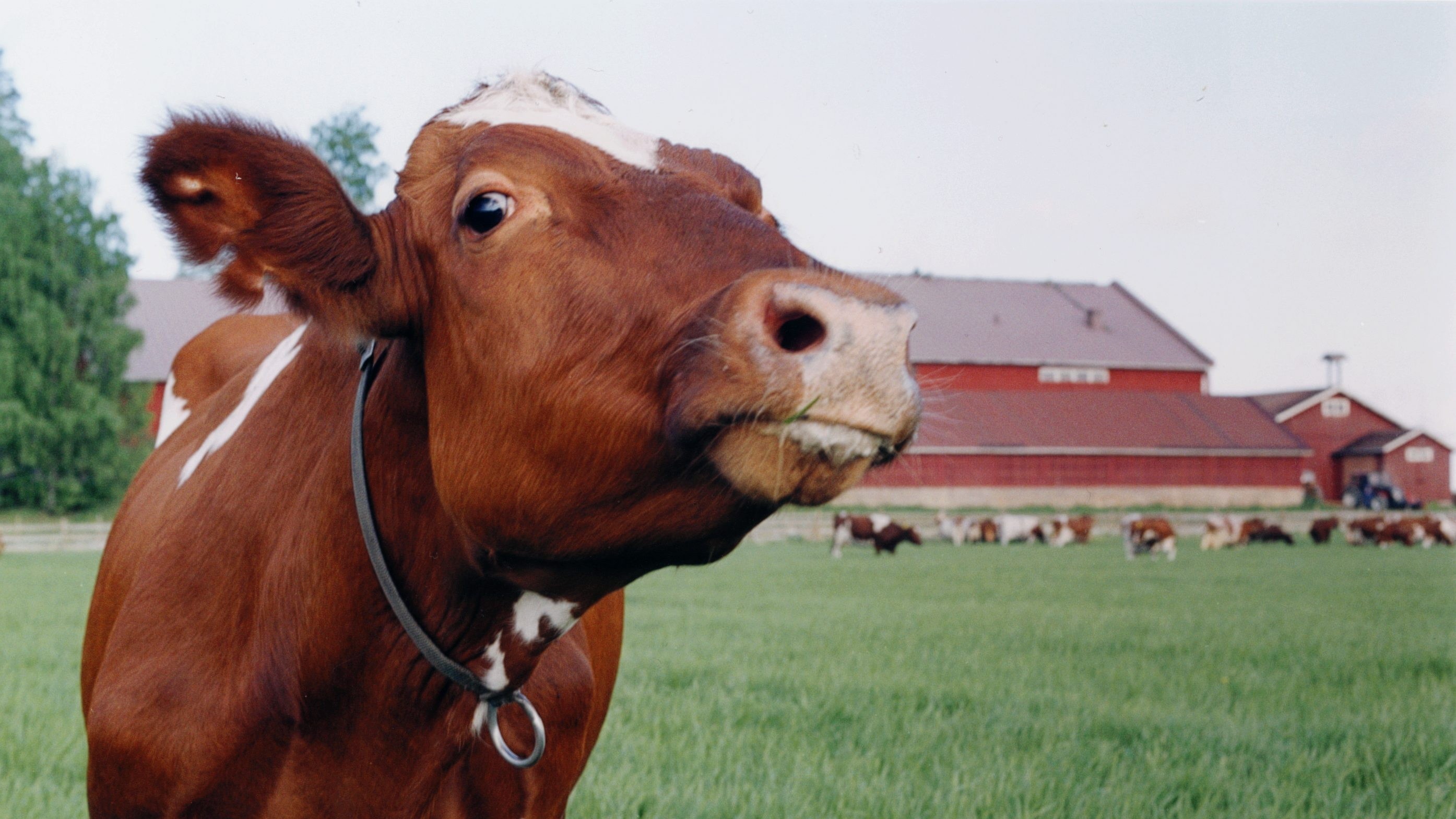 Lehmä lähikuvassa pellolla, taustalla latoja ja muita lehmiä.