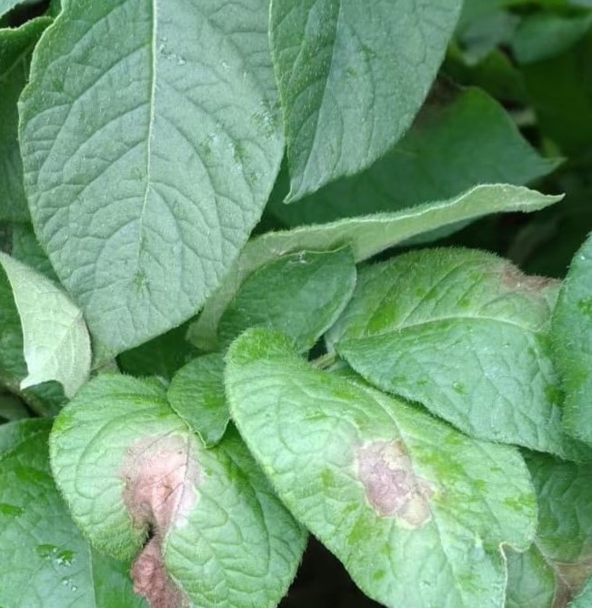 Perunaruttoa perunan lehdillä.