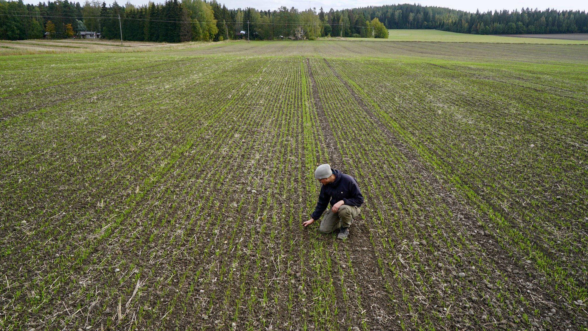 Syysvehnää oraalla.