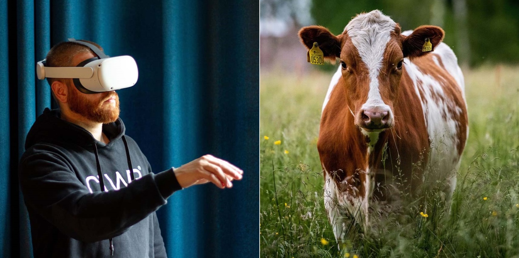 A man with virtual reality googles on and a cow