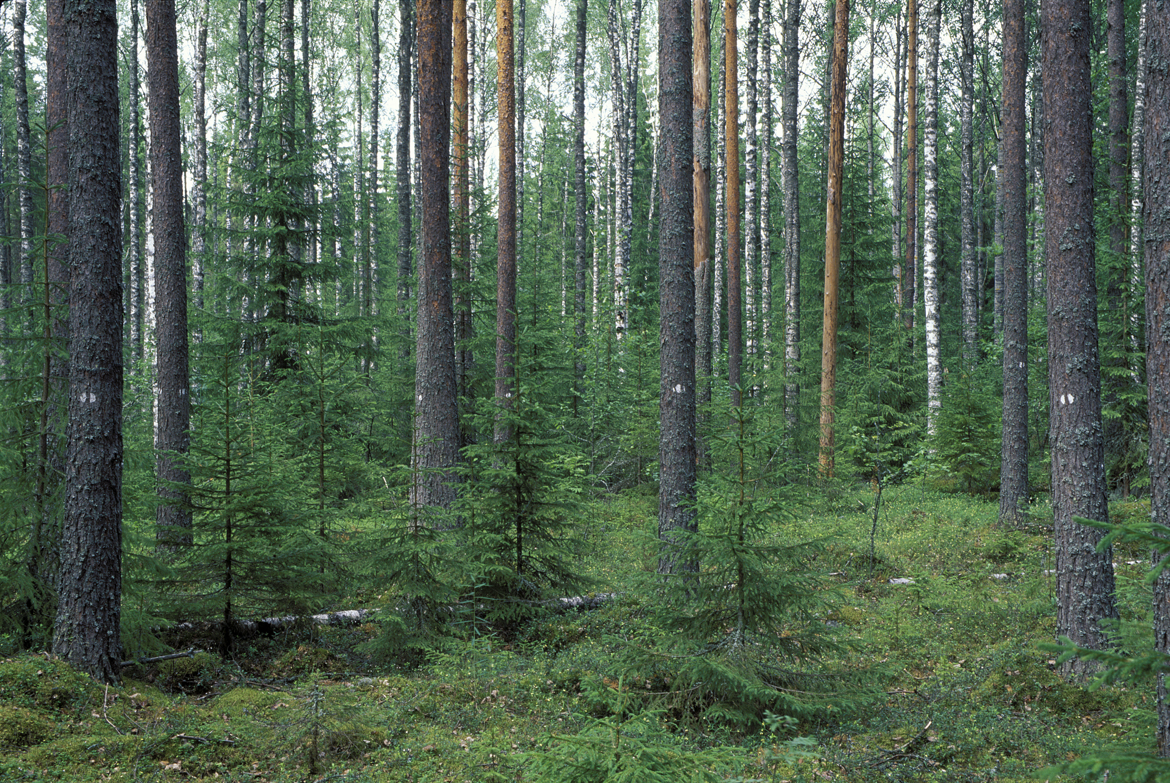 Metsää