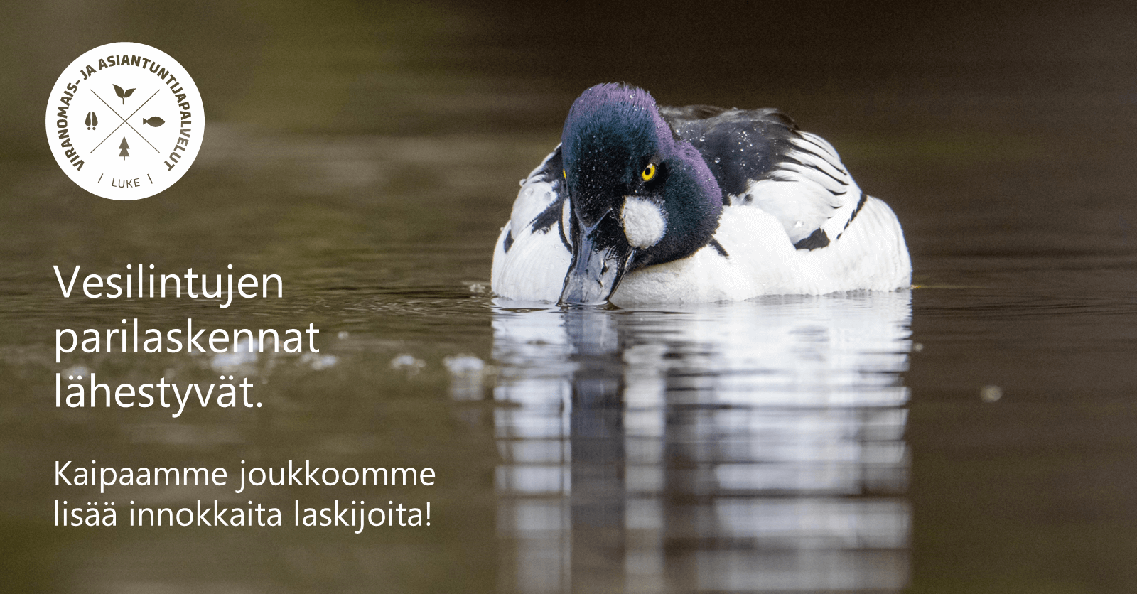 Lintu vedessä. Teksti &quot;Vesilintujen parilaskennat lähestyvät. Kaipaamme joukkoomme lisää innokkaita laskijoita!&quot;