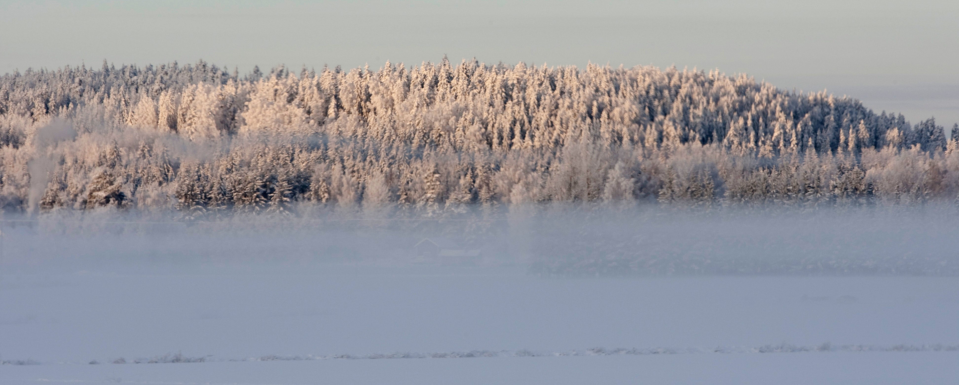 Talvinen metsämaisema