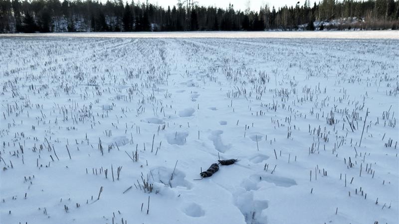 Suden jälkiä ja ulostetta hangella.
