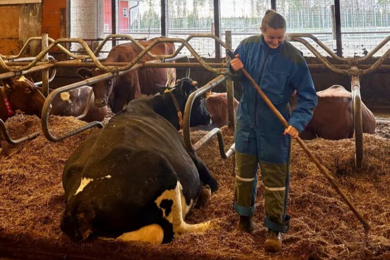 Lehmä makaa navetassa, ja vieressä ihminen siivoaa lattiaa haravalla.