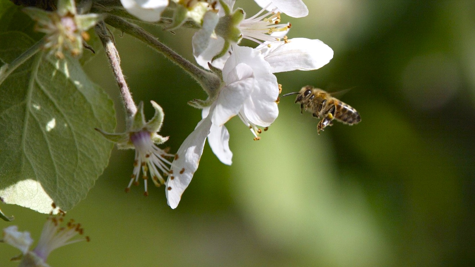 Mehiläinen lentämässä kukkaan.