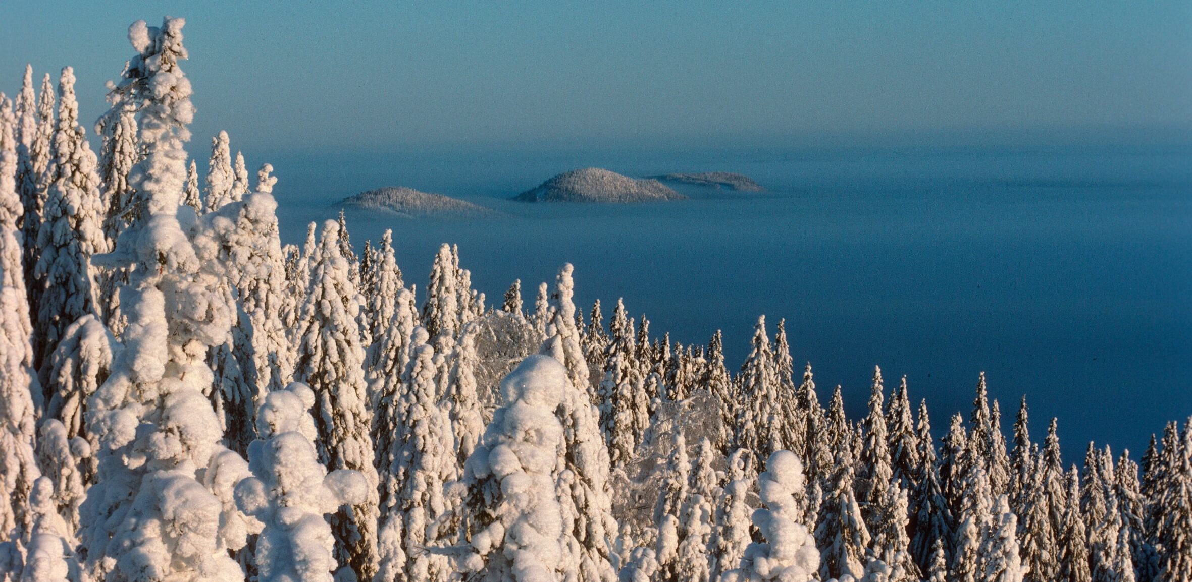 Talvinen metsämaisema, jonka takana meri