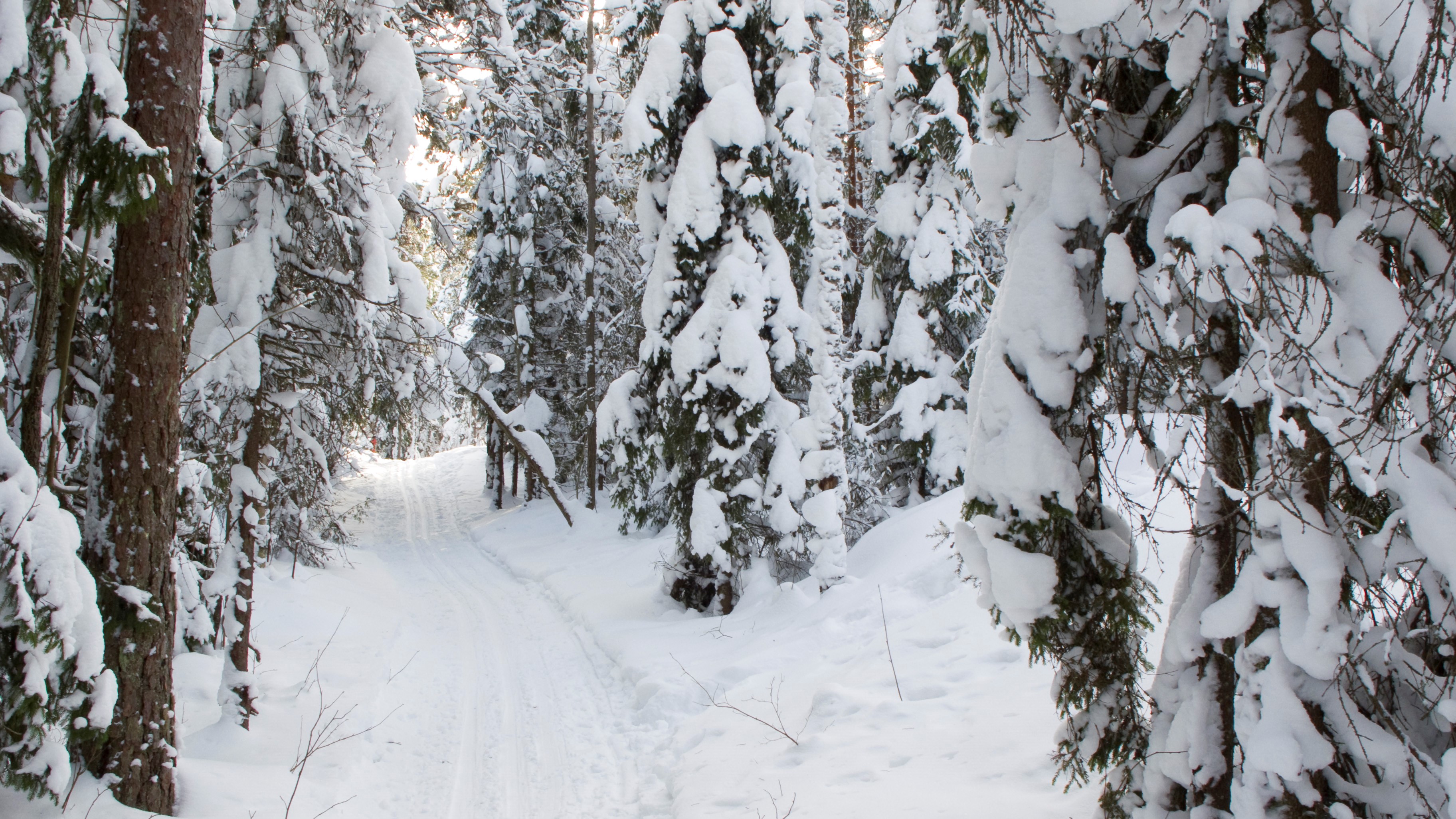 Hiihtolatu lumisessa metsässä