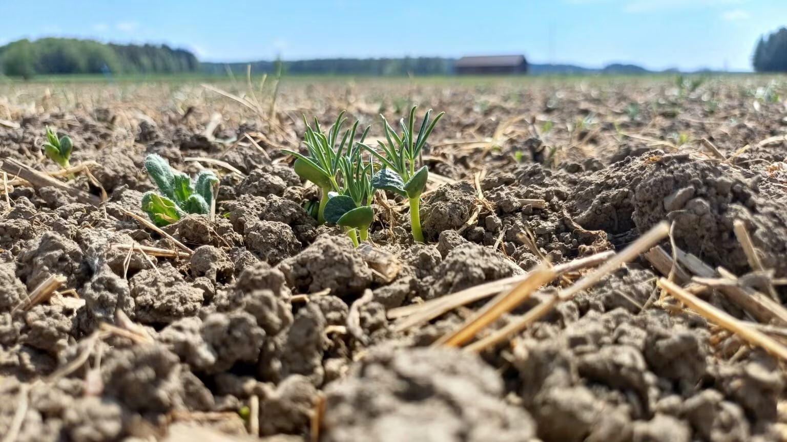 Pieniä kasvintaimia koekentällä.