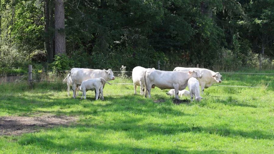 Luomunautoja pellolla.