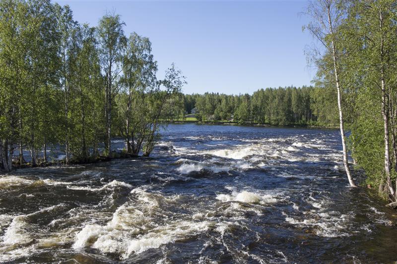 Kuohuva koski.