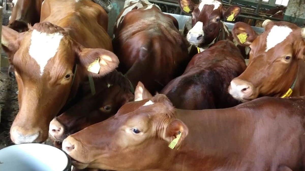 A group of cows trying to drink water