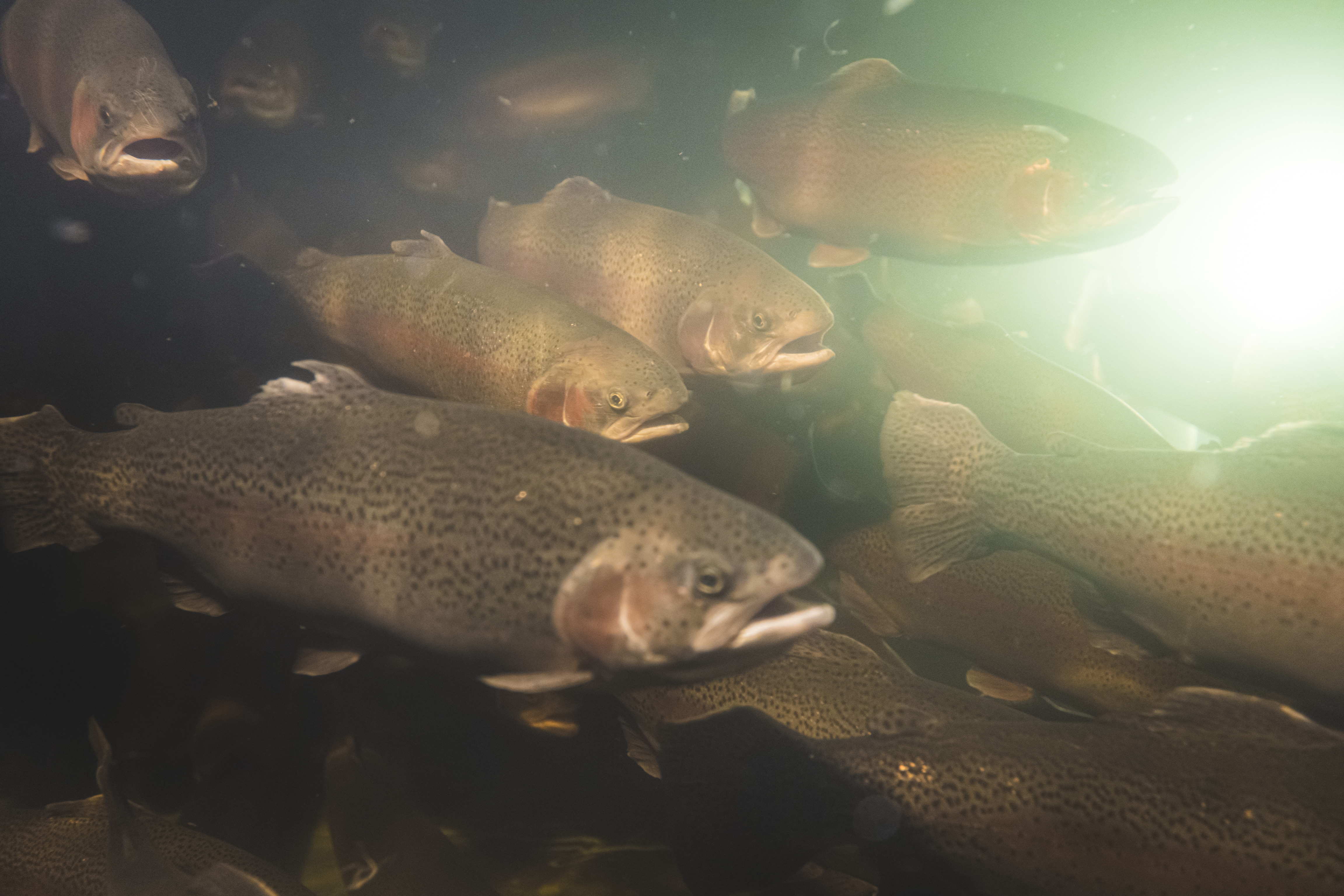 Parvi kirjolohia vedessä.