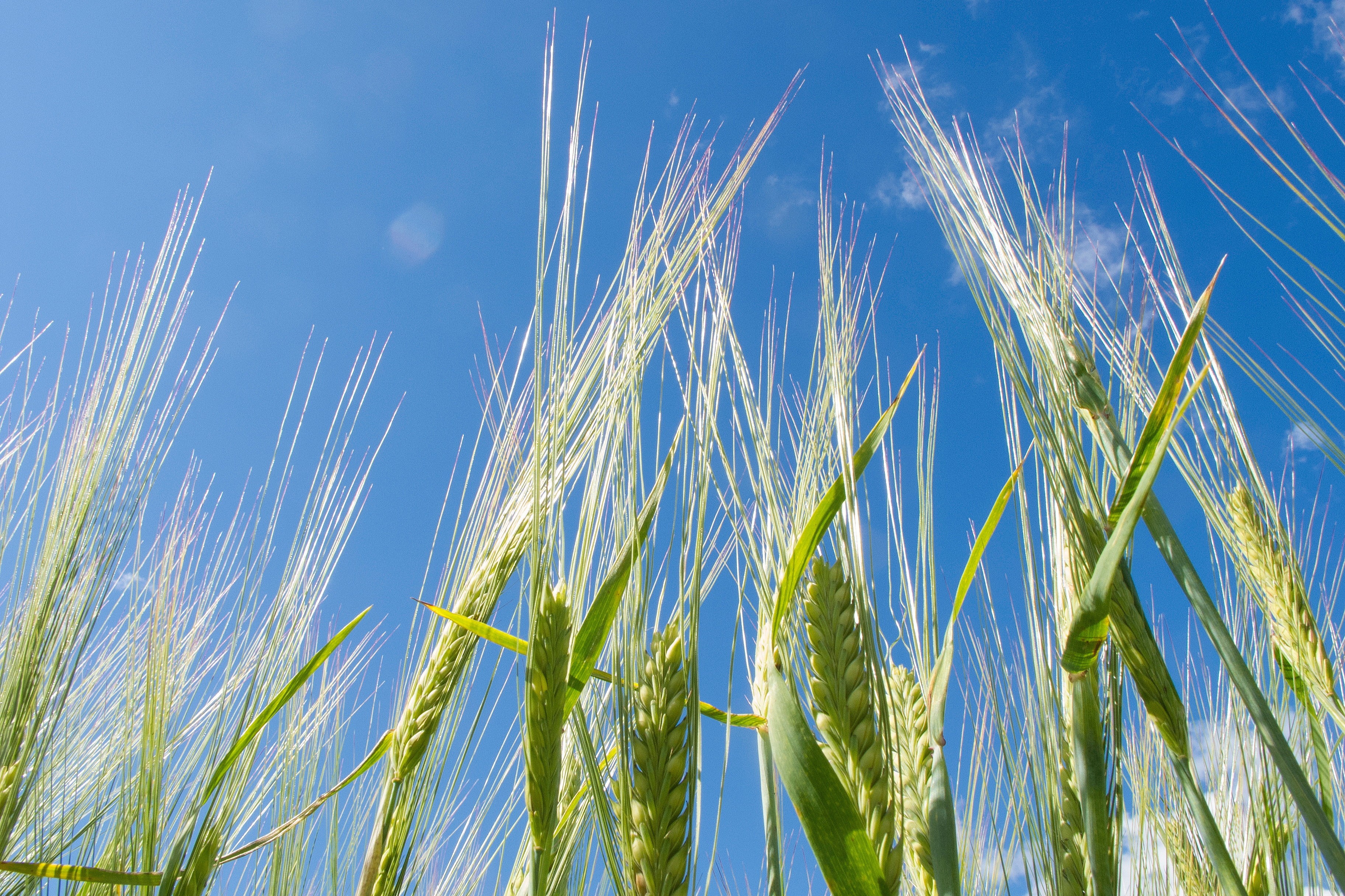 Vihreitä viljantähkiä sinistä taivasta vasten kuvattuna alhaalta päin.