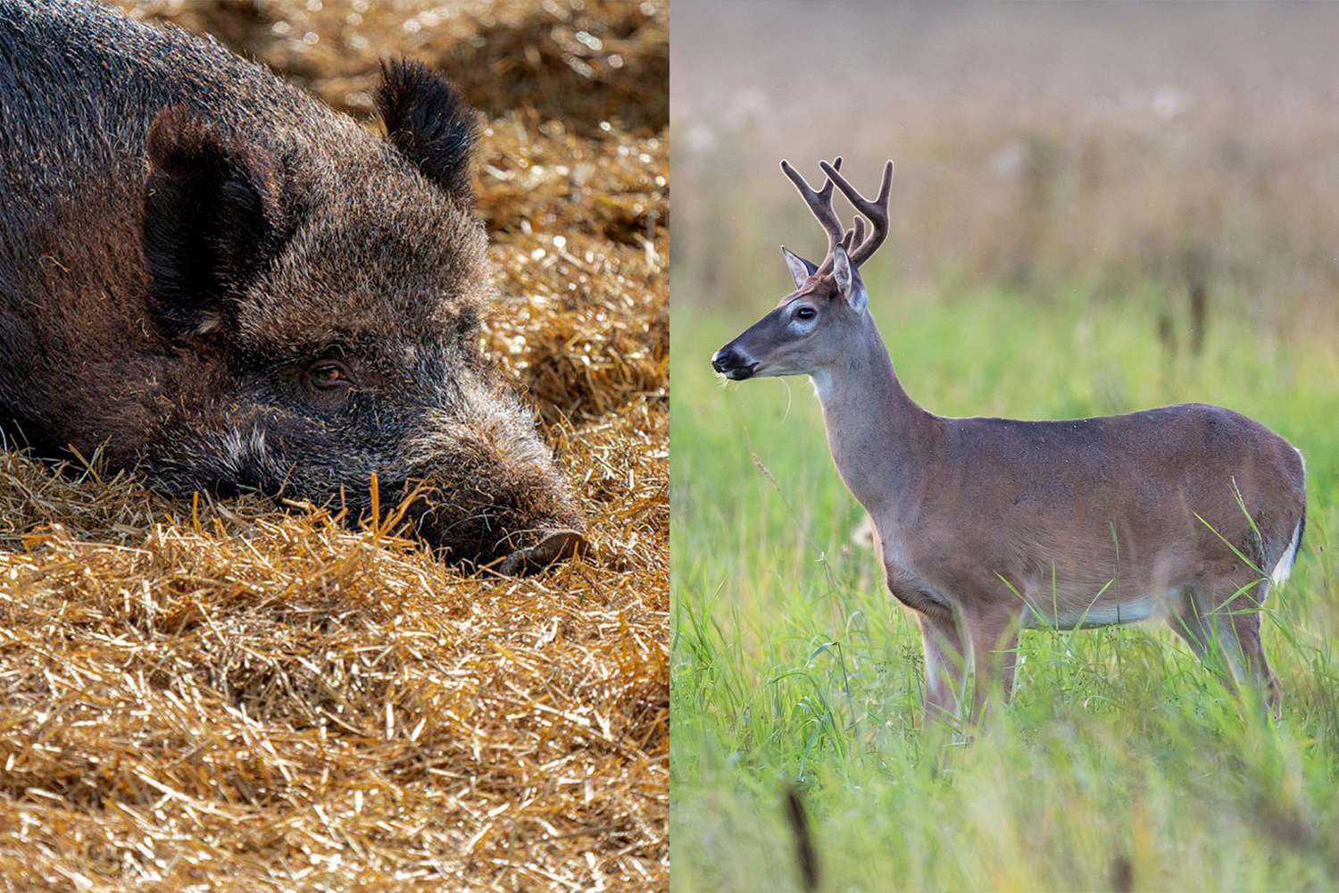 Villisika ja valkohäntäpeura.