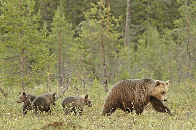 Karhuemo ja pentuja metsässä.