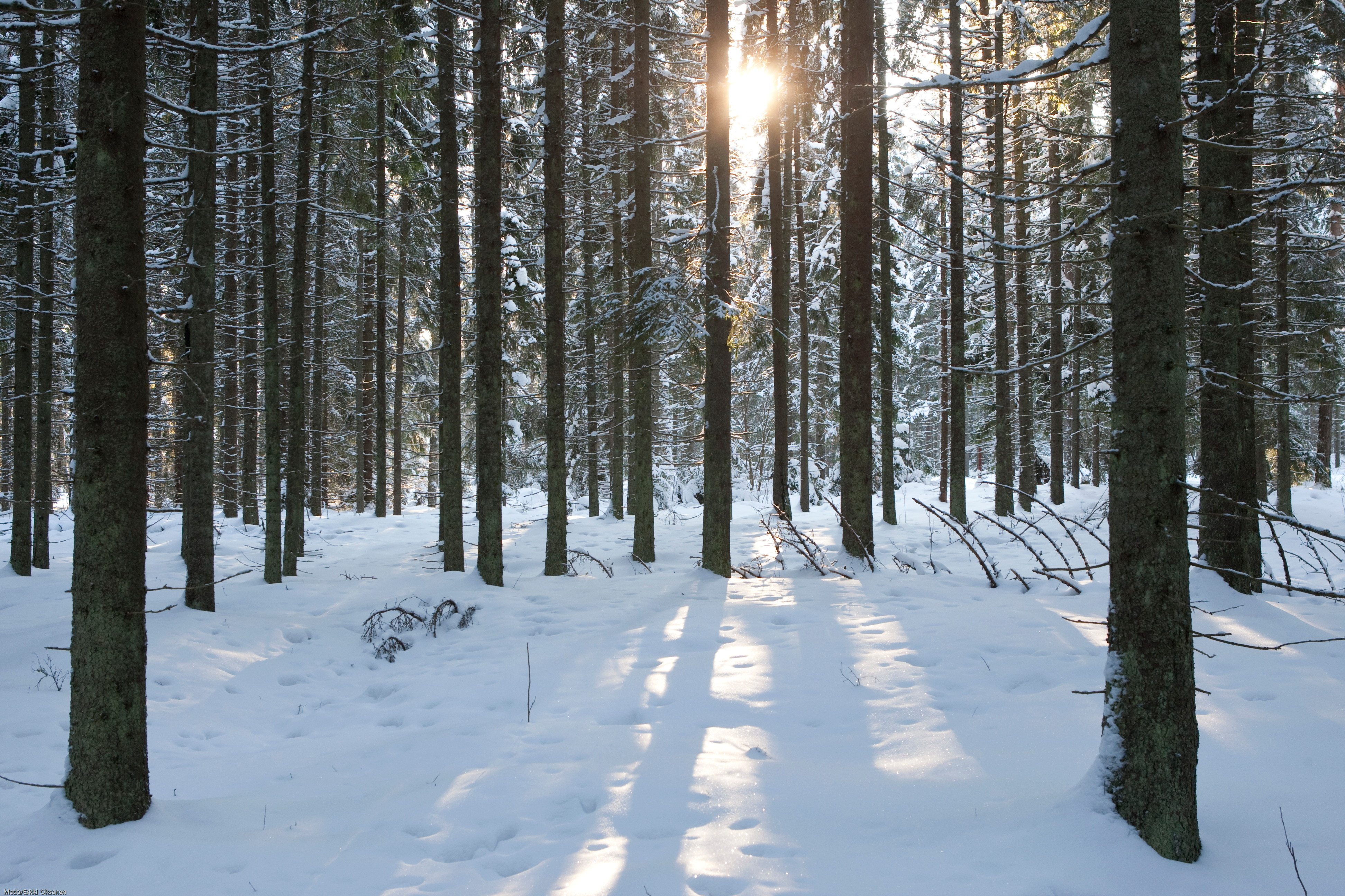 Talvinen metsä.