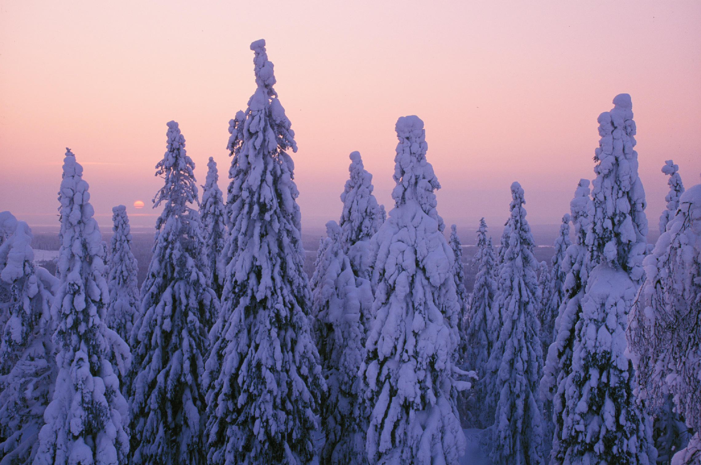 Luminen metsä talvella.