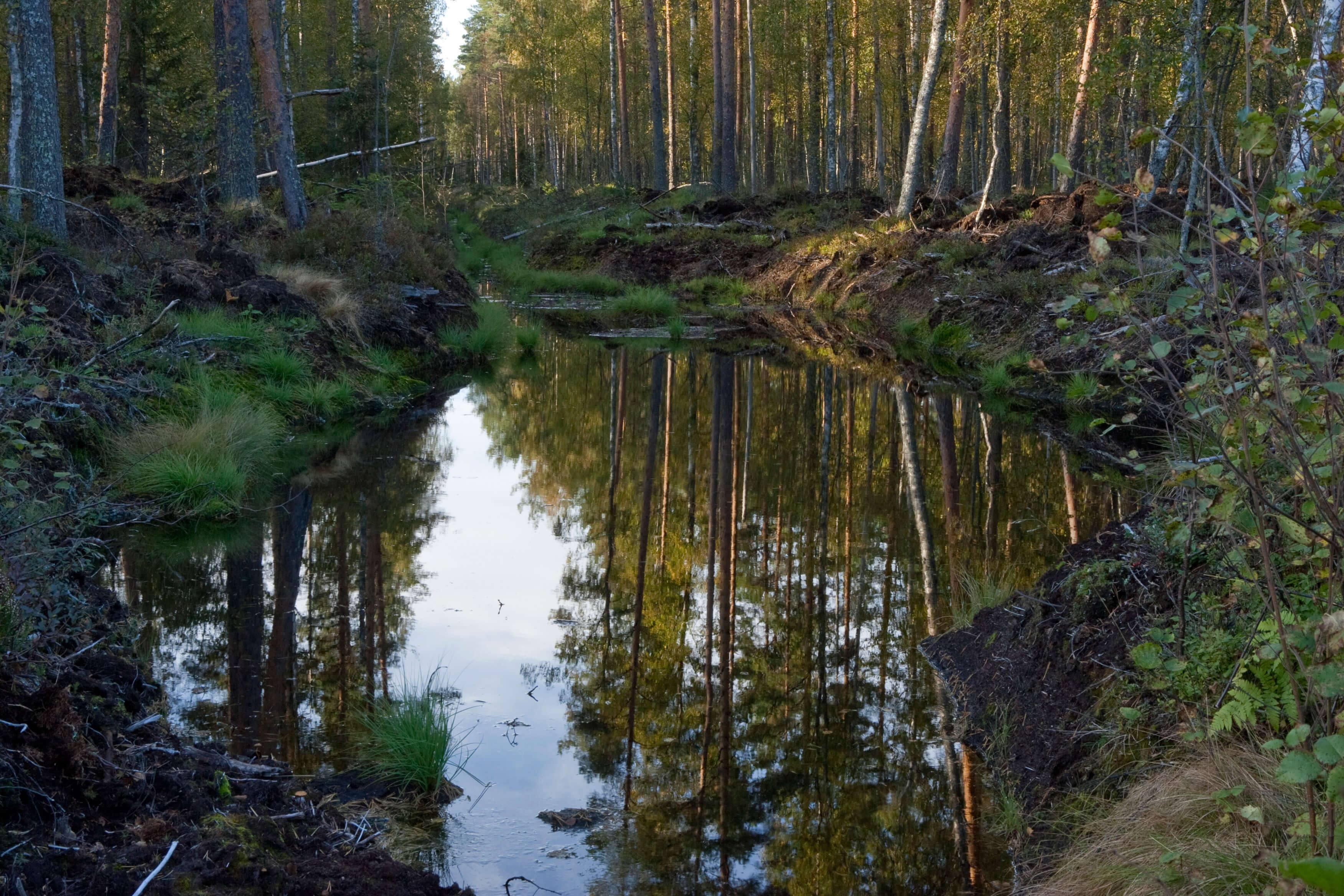 Metsäoja, jossa on vettä
