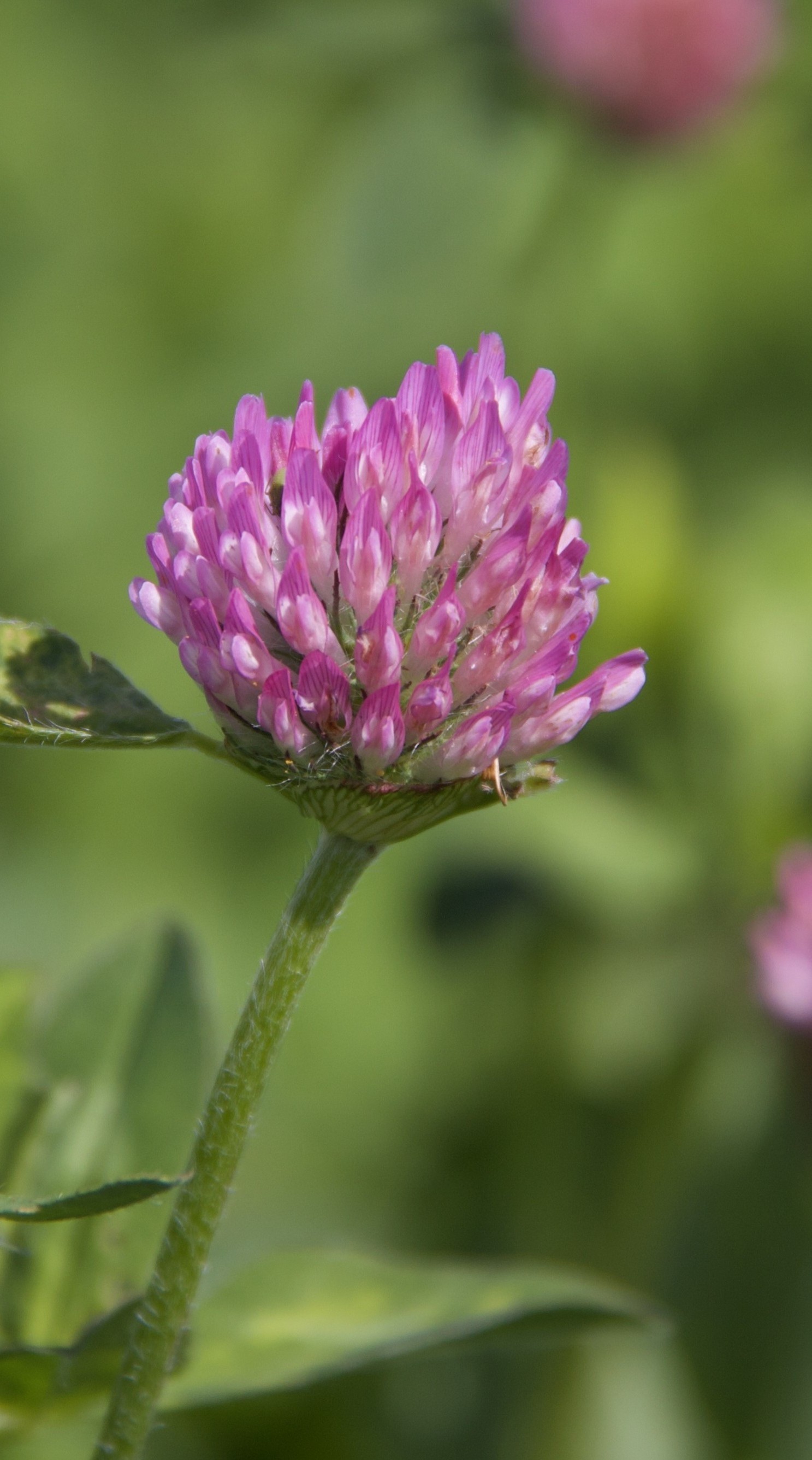 Lähikuva apilasta ulkona.