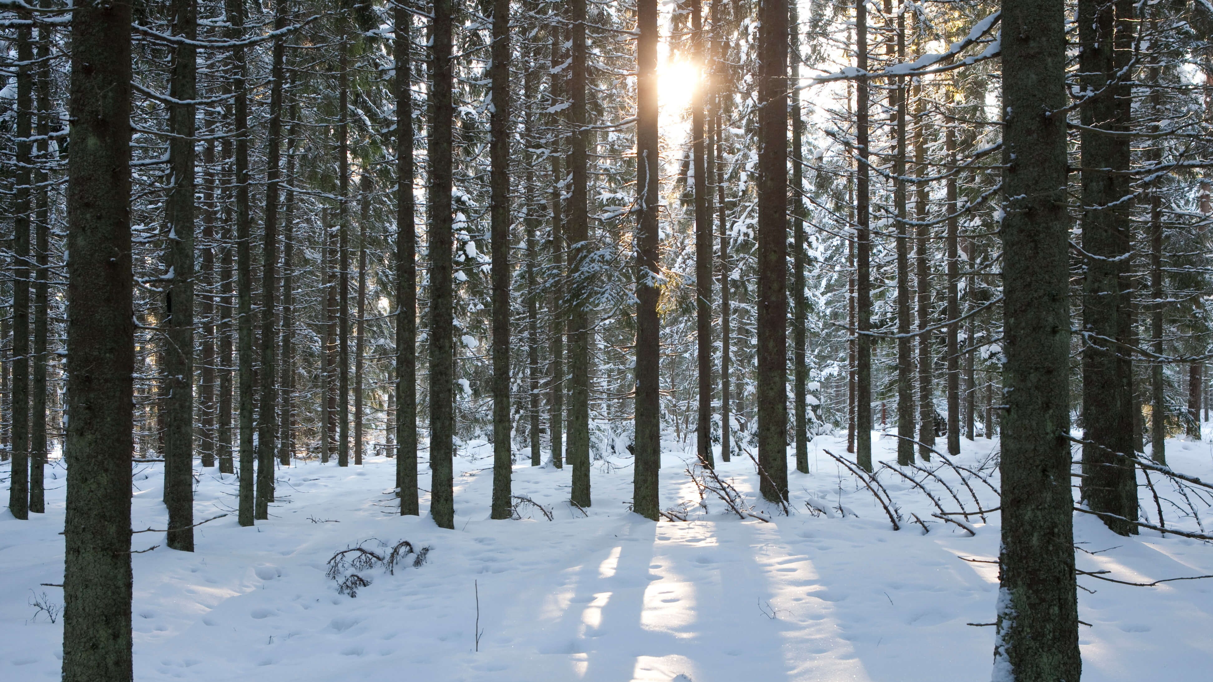 Talvinen metsä