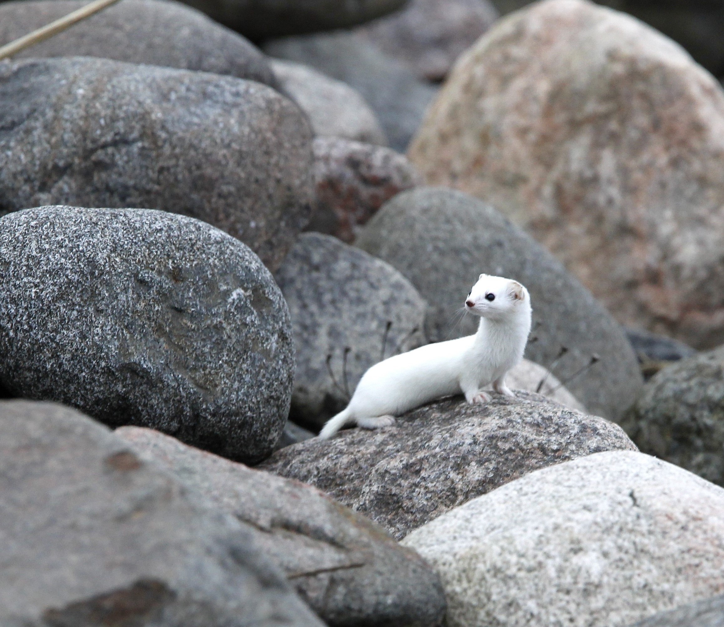 Lumikko kivikon päällä.